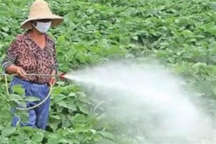 果树施硼肥怎么操作？果树施硼肥有什么用？
