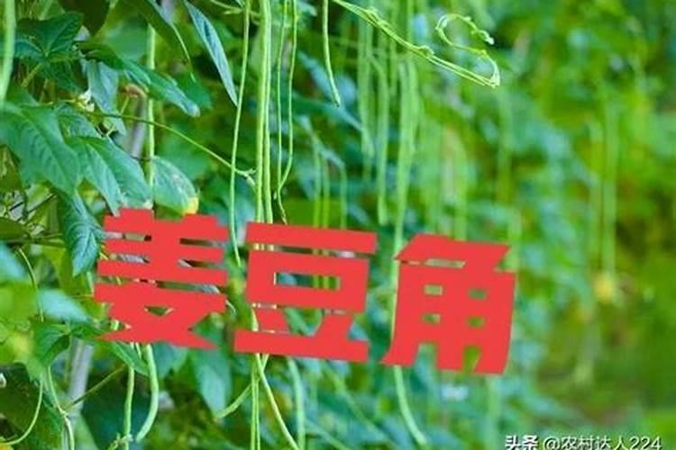 玉米什么时候打药防虫最好