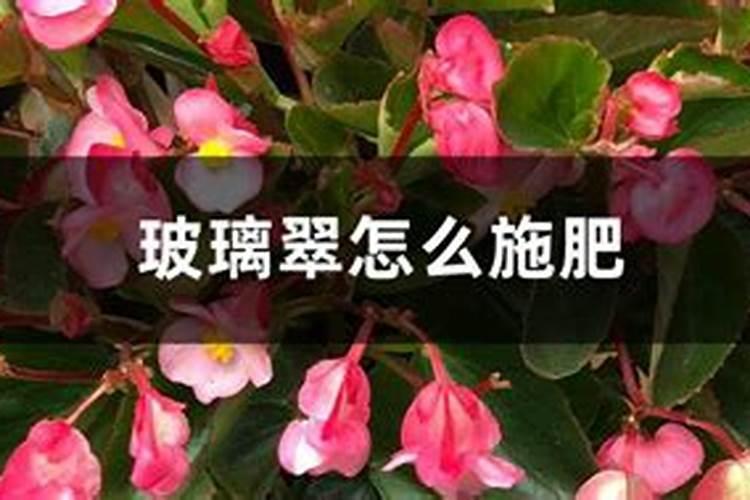 玻璃翠怎样施肥