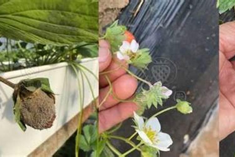 草莓施什么肥草莓怎么施肥