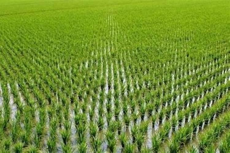 芸苔素内脂与磷酸二氢钾硼肥合用在水稻上有什么作用