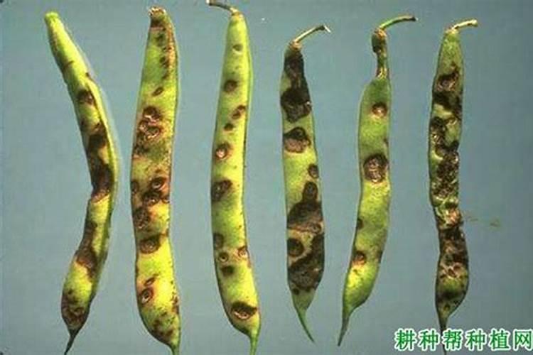 芸豆如何种植和管理!