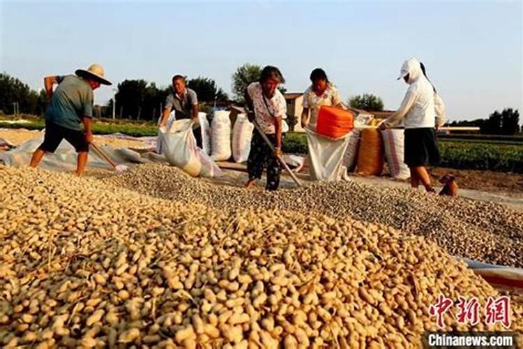 花生叶面肥用什么高产 什么时候施肥好