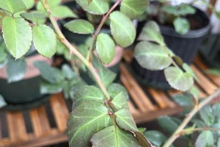月季花不能浇什么水？
