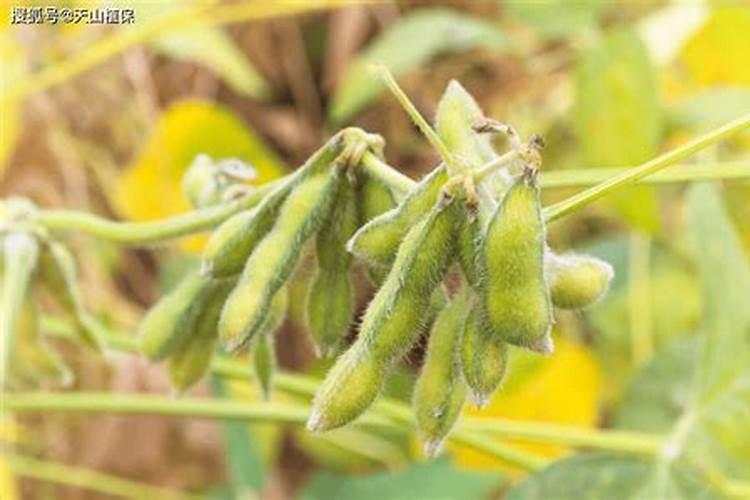 黄豆叶面肥什么时打合适