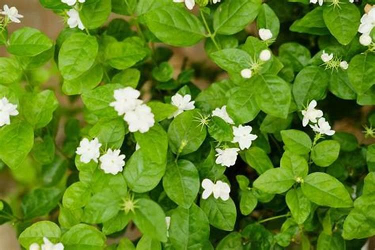 盆栽茉莉花怎么施肥