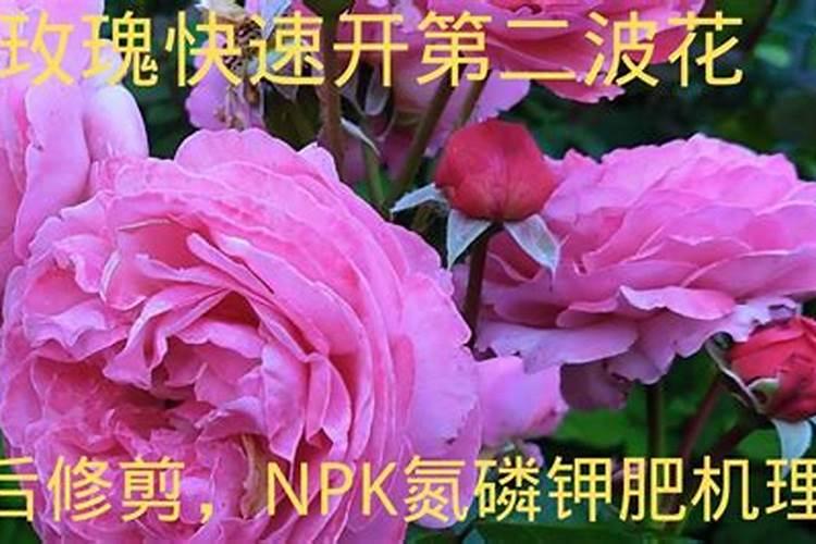 玫瑰怎么施肥