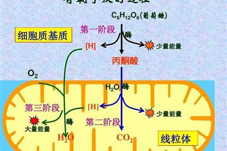 健身蛋白质食物推荐？ 健身蛋白质不够会怎样？
