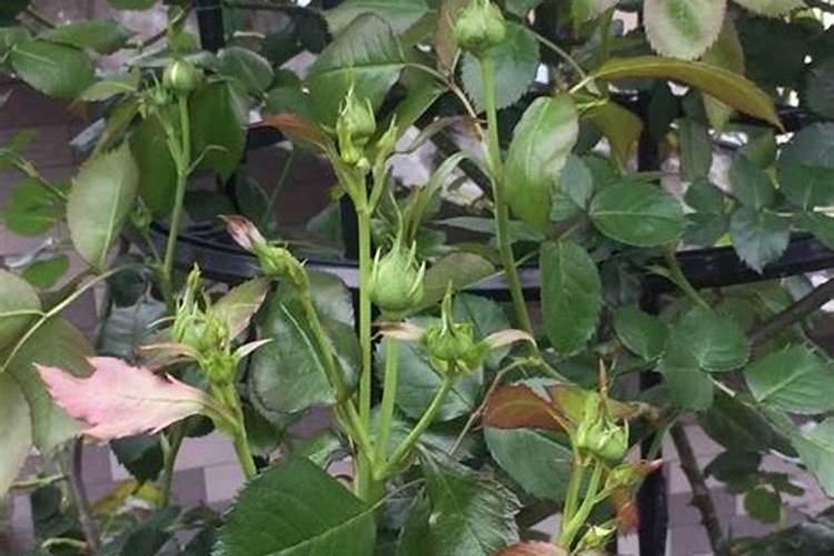月季开花用什么肥