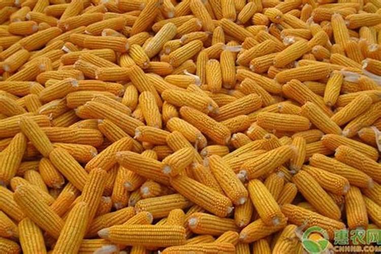 金正大控释玉米专用肥261212多少钱一吨