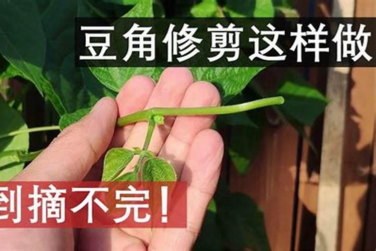 长豆角施什么肥最好