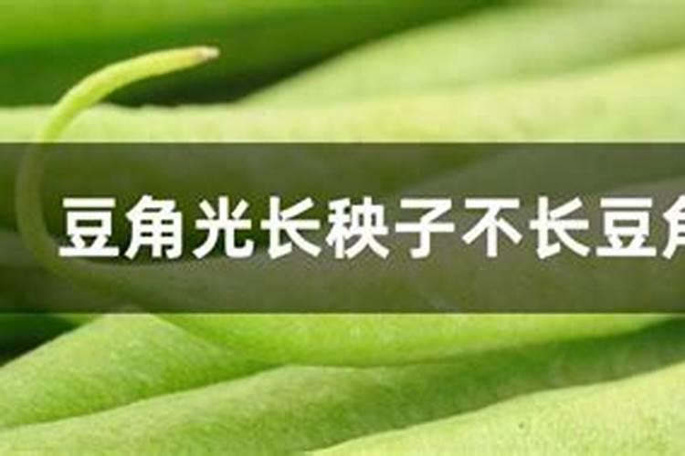豆角出苗多久才能施肥