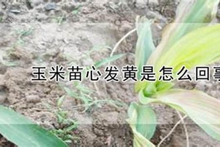 玉米使用什么叶面肥好(玉米喷施什么叶面肥效果最好)