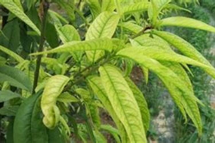 橙子树种植技术