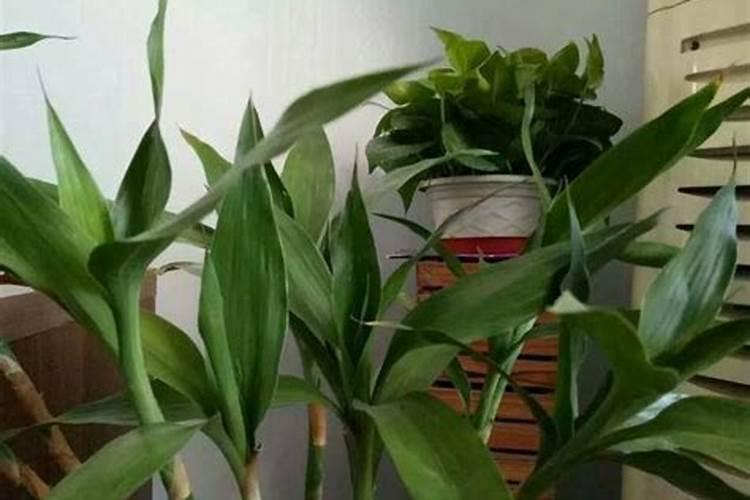 用什么肥好 富贵竹施肥方法