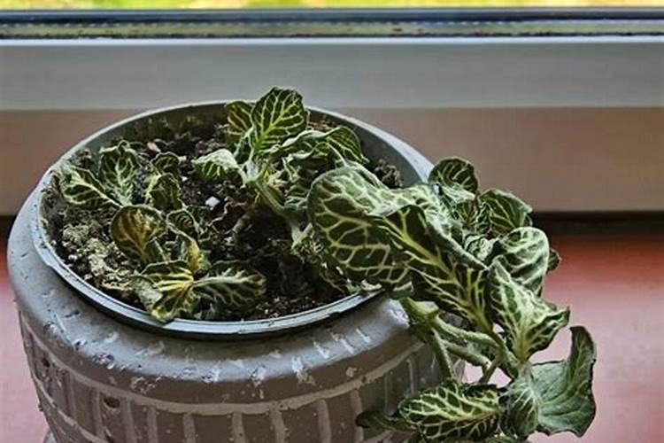 小麦喷施杀虫杀菌剂叶面肥几天能浇水？