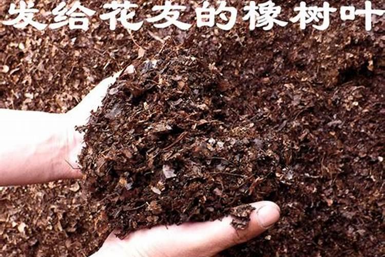 用树叶做钾肥好,还是腐烂以后做有机肥好？如何有效利用？
