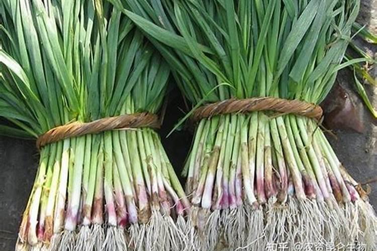 大蒜返青上什么肥料好