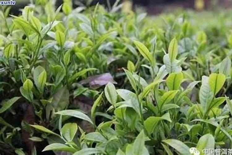 茶叶采摘前可否喷叶面肥