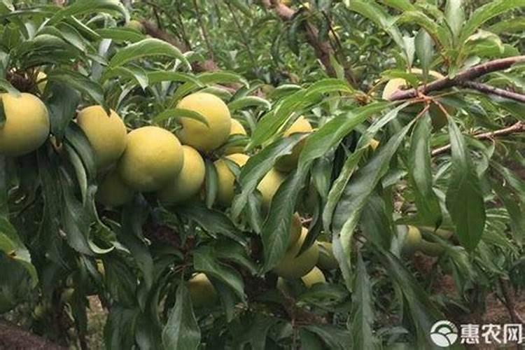 李子树叶子大面积下垂是怎么回事？