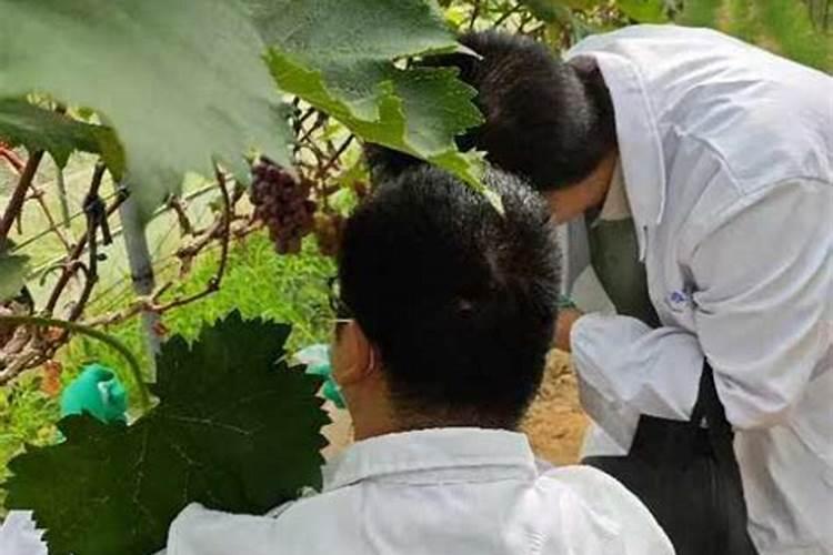 葡萄什么时候喷施叶面肥,喷什么肥,方法是什么？