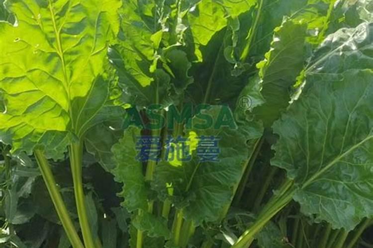 甜菜用福进门水溶肥后长势十足,膨果大,施肥方式有哪些？
