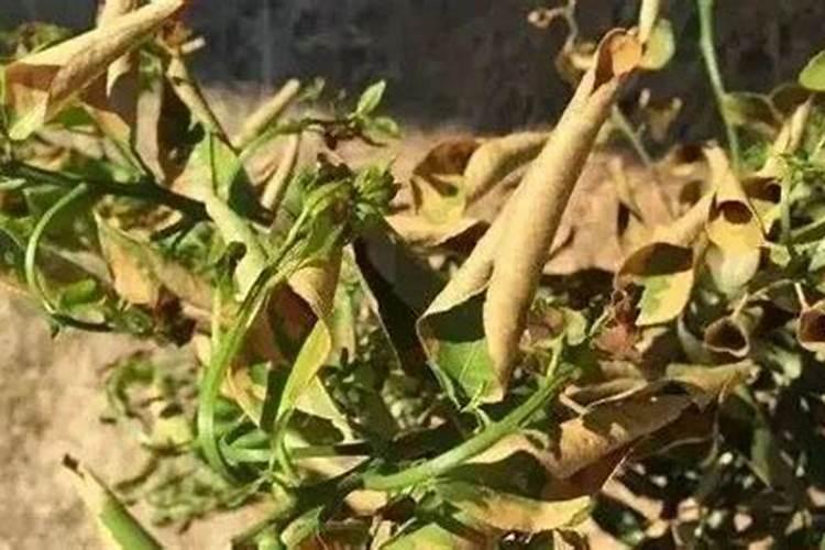 药害或肥害用什么缓解