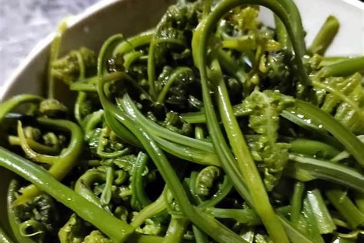 蕨菜的塑料大棚栽培技术