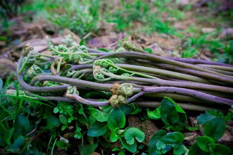 蕨菜怎么种植