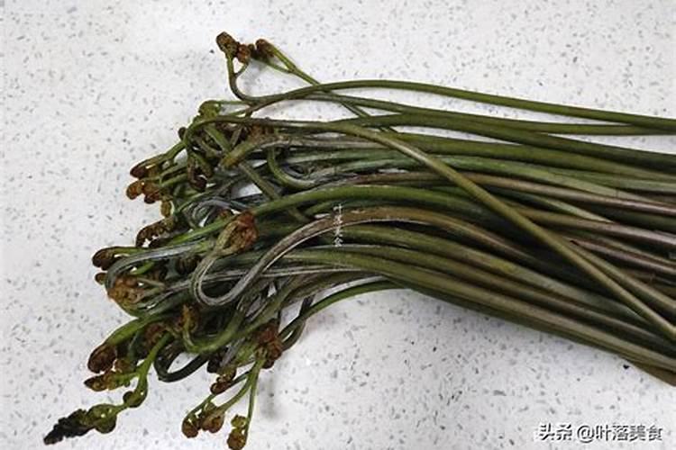 蕨菜的养殖方法和注意事项