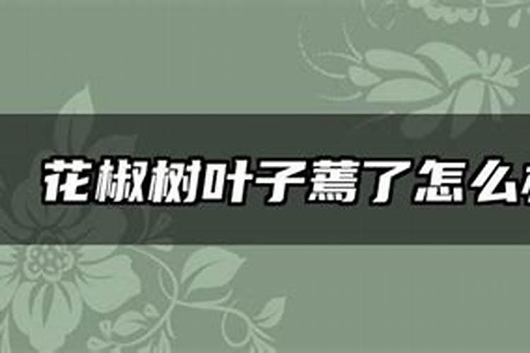 花椒树新梢叶子发黄是什么原因
