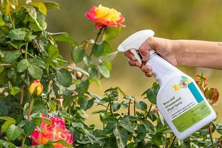 月季施肥和打药要错开时间吗