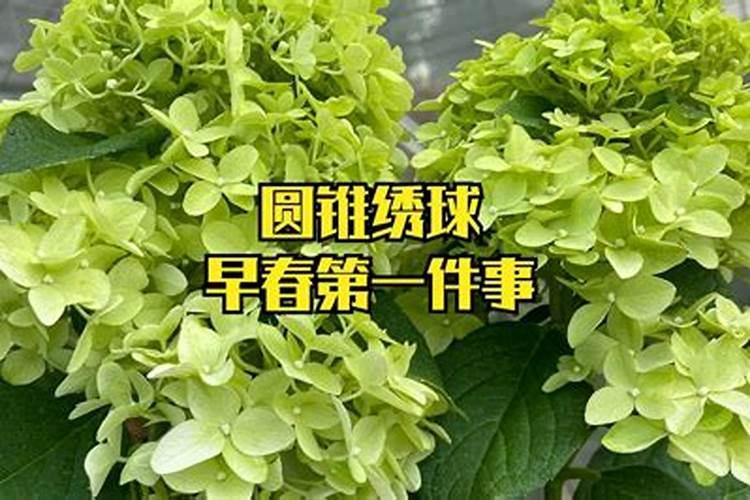 绣球花施肥时间和方法