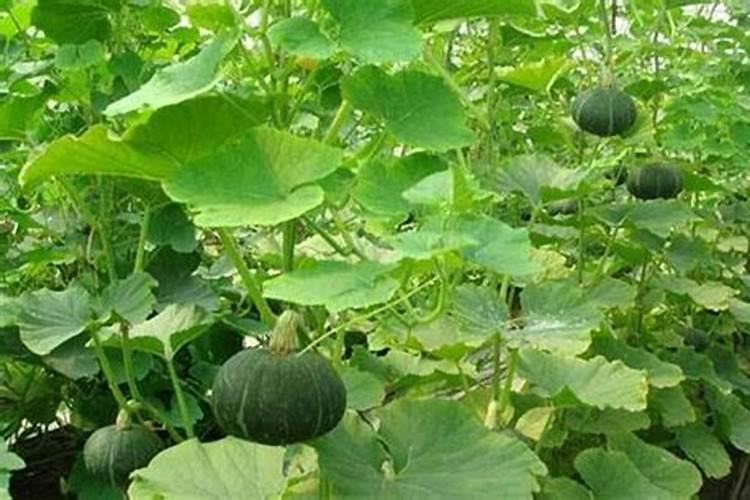 蔬菜作物缺硼有哪些症状？怎样防治？