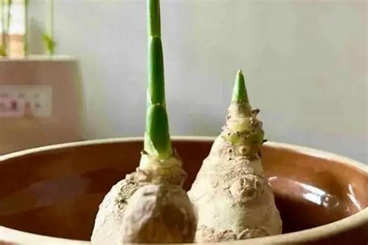 生姜用哪种水溶肥效果好？生姜什么时候用肥比较好？