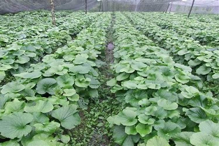 硅钙肥有何作用？