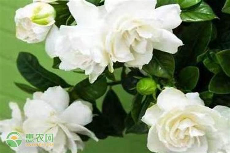 栀子花花期养护方法 开花期间如何浇水、施肥