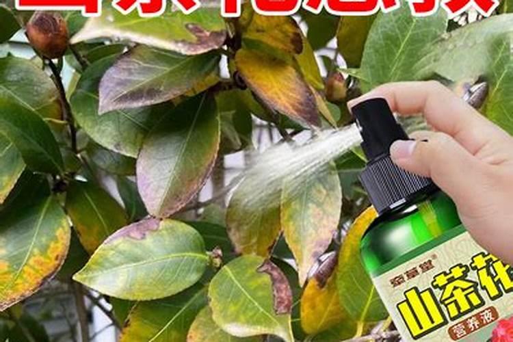 茶花施肥用什么肥料