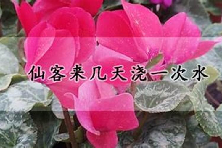 仙客来施什么肥最好