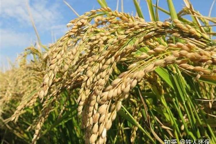 海米是用什么虾晒得