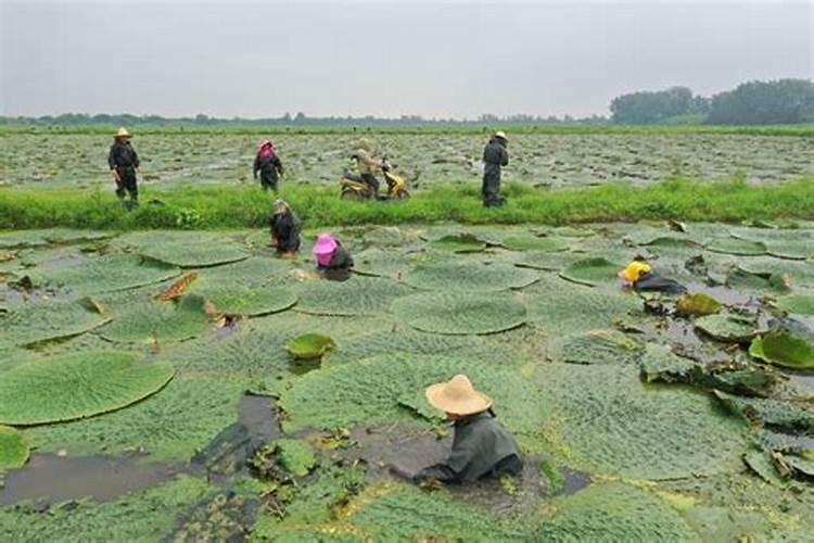 芡实芡实高产栽培