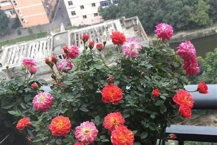 怎么才能让月季叶子油亮