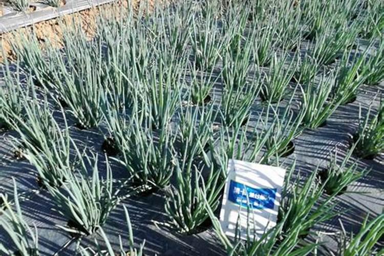 适宜四季小葱种植方法及技巧