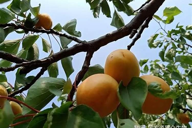 杏树要开花了可以用流体硼灌根吗
