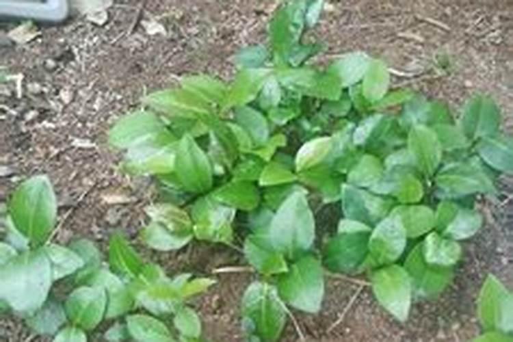 山茶属于什么类型的茶？