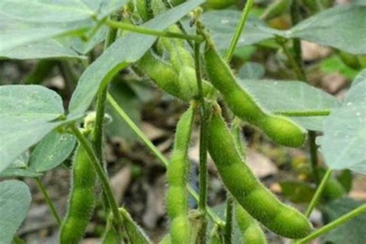 毛豆快熟时还用浇水施肥吗？用什么肥好