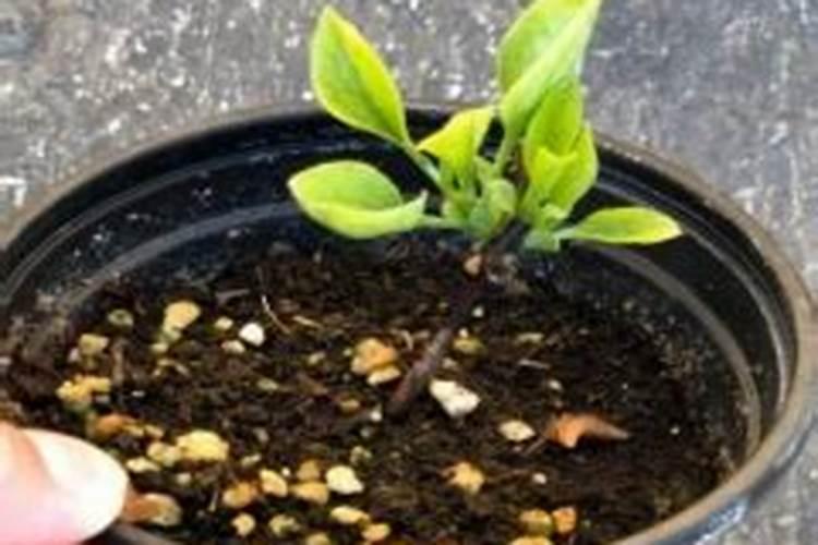 铁线莲的施肥方法什么肥料好？