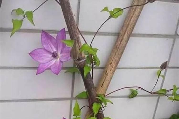 铁线莲小苗怎样养壮