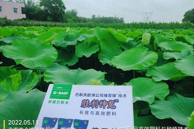 养连禺用什么肥？