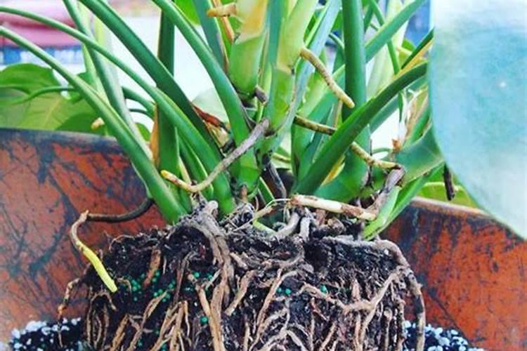 室内观叶植物施什么肥,绿叶植物施什么肥最好